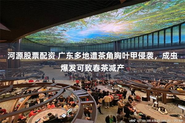 河源股票配资 广东多地遭茶角胸叶甲侵袭，成虫爆发可致春茶减产