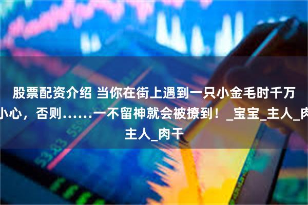 股票配资介绍 当你在街上遇到一只小金毛时千万要小心，否则……一不留神就会被撩到！_宝宝_主人_肉干